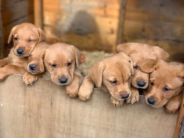 pure breed labrador puppies for sale (CASH ON DELIVERY) 3