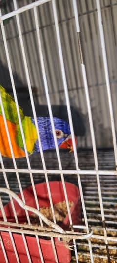 Swinson Lorikeet / lorry / Parrot