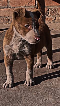 American pitbull