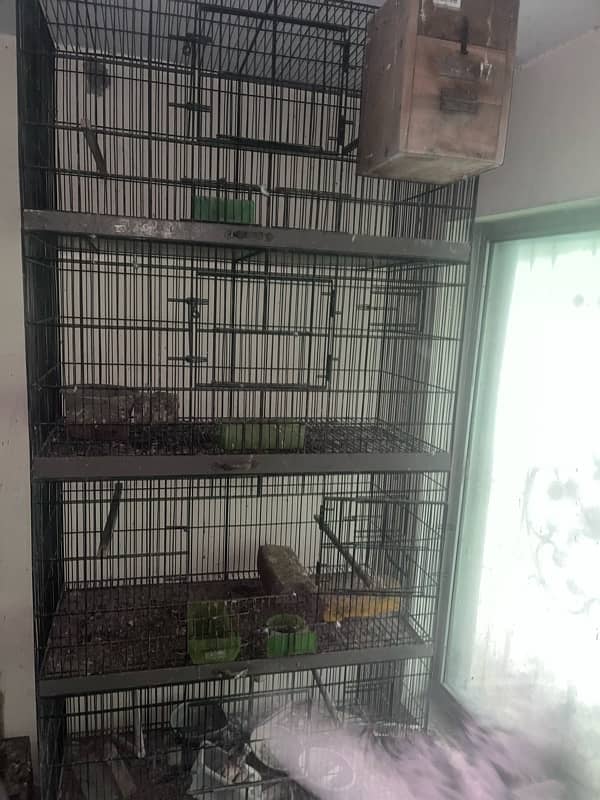 4 Portion Parrots and Penguins Cage 2