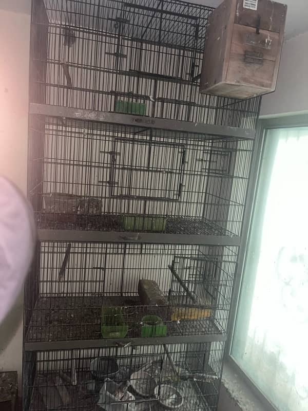 4 Portion Parrots and Penguins Cage 3