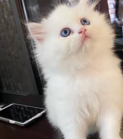 Blue eyes male kitten available for sale