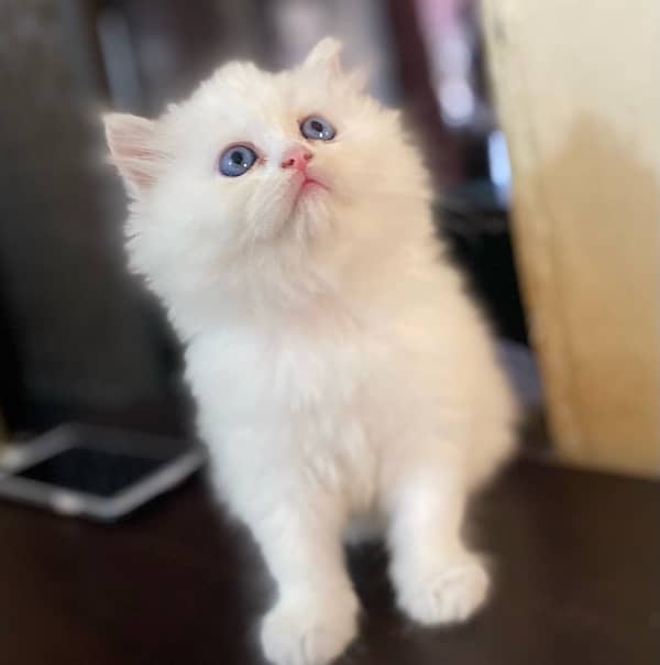 Blue eyes male kitten available for sale 1