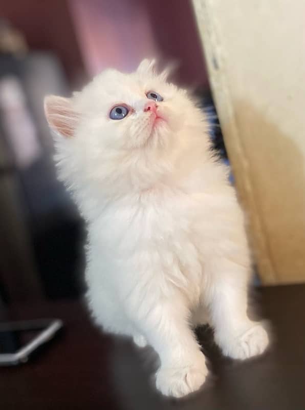 Blue eyes male kitten available for sale 2