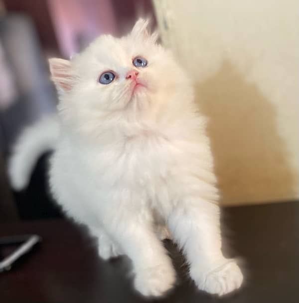 Blue eyes male kitten available for sale 3