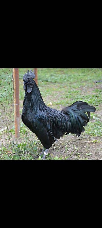 Fresh Desi Fertile eggs 2