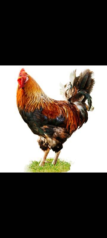 Fresh Desi Fertile eggs 4
