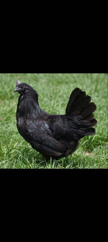 Fresh Desi Fertile eggs 6