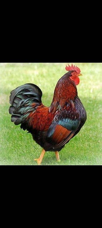 Fresh Desi Fertile eggs 7