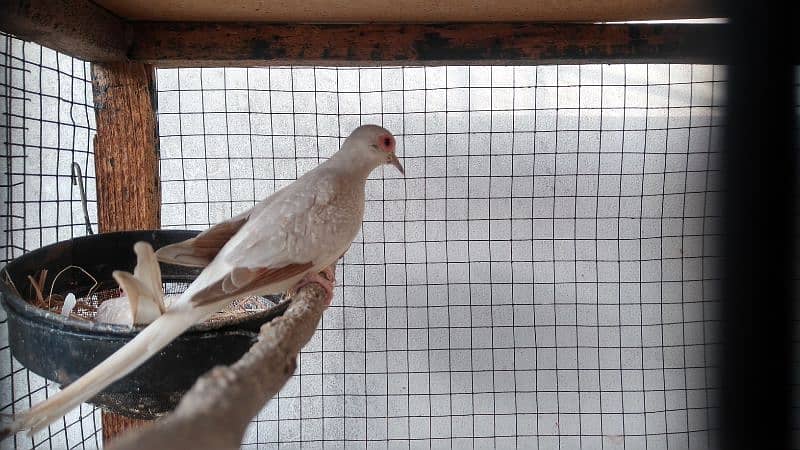 blue pied,diamond pied ,red opal 0