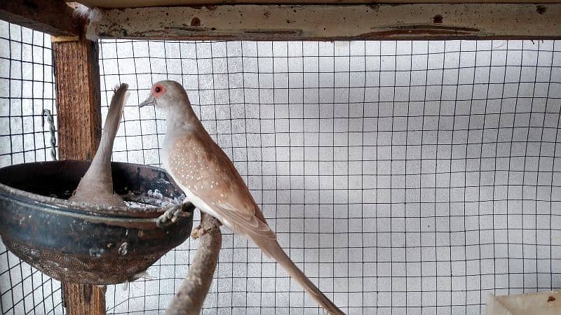 blue pied,diamond pied ,red opal 1