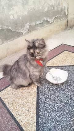 Original Persian female cat