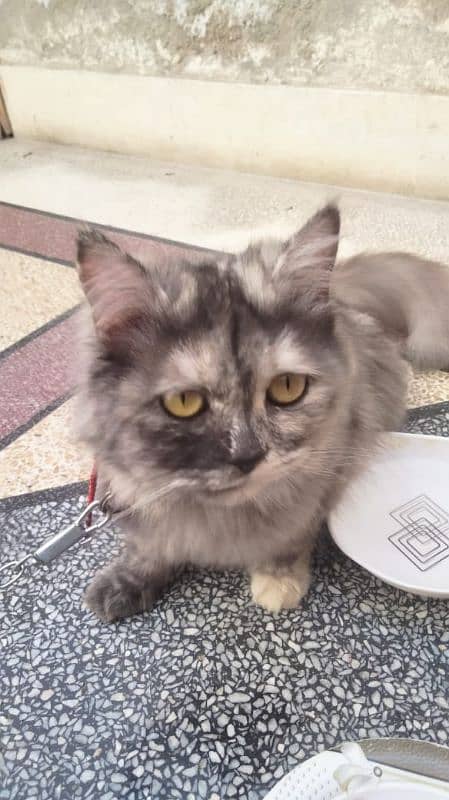 Original Persian female cat 1