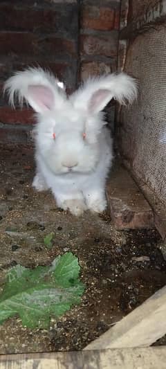 English Angora Imported Breed