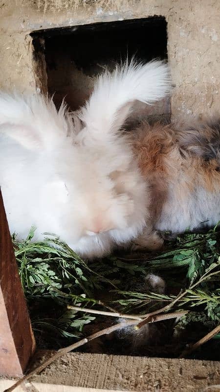 English Angora Imported Breed 1