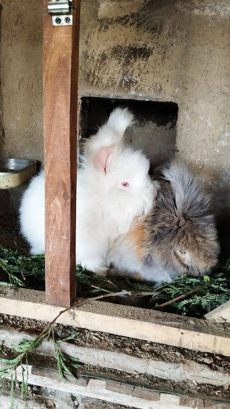 English Angora Imported Breed 2