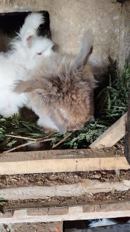 English Angora Imported Breed 3