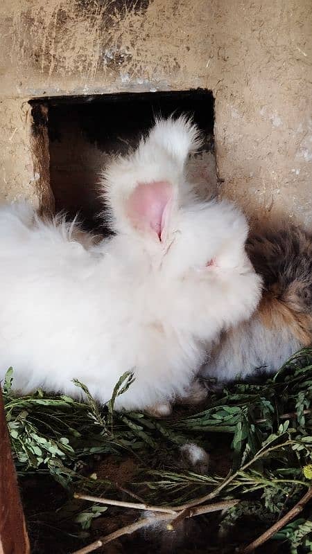 English Angora Imported Breed 4