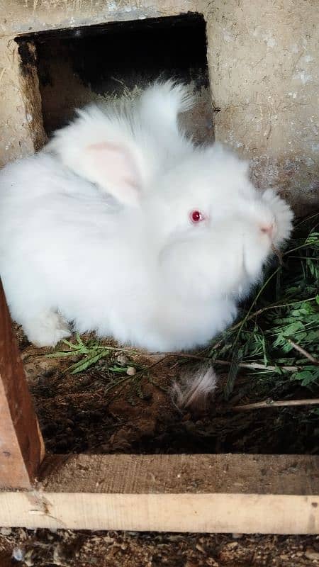 English Angora Imported Breed 5