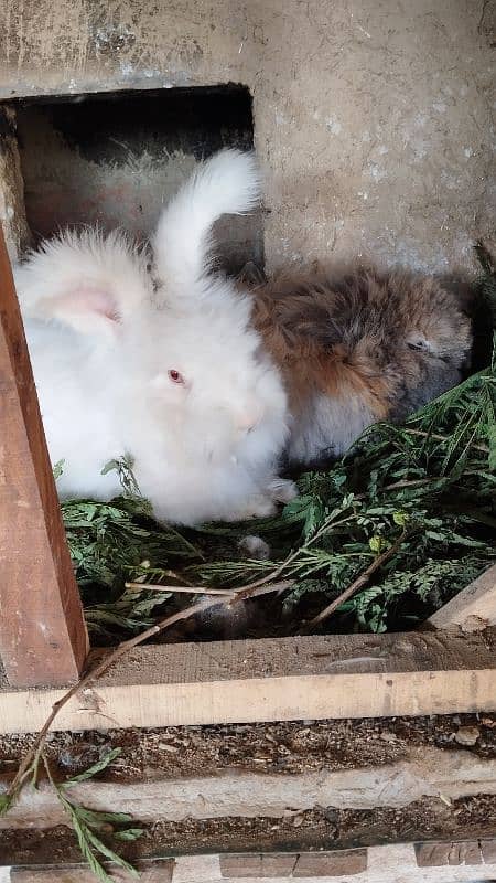 English Angora Imported Breed 6