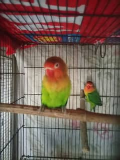 Fisher female/ lovebirds/ Desi murga