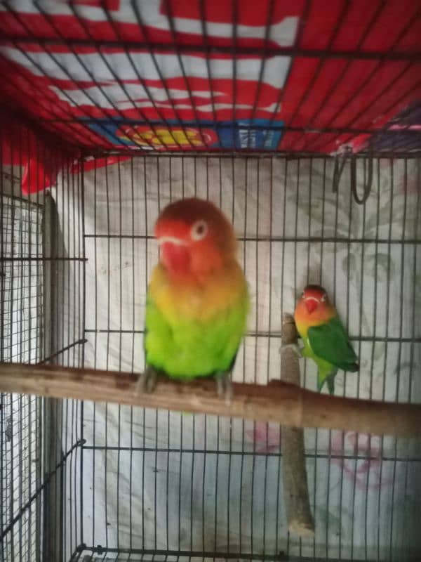 Fisher female/ lovebirds/ Desi murga 0