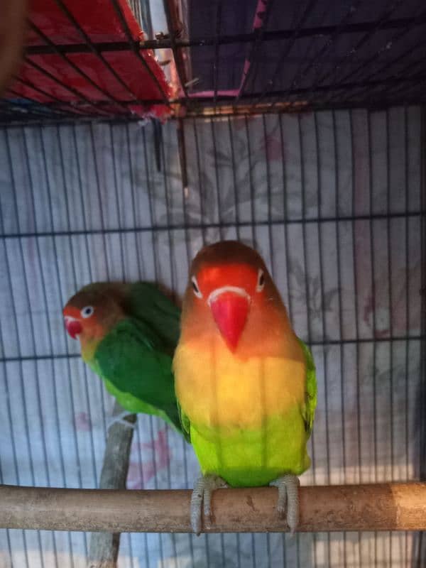 Fisher female/ lovebirds/ Desi murga 1