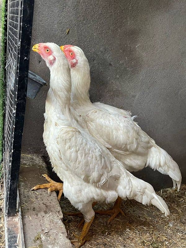 white shamo pair for sale 0