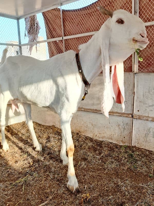 gulabi female 0