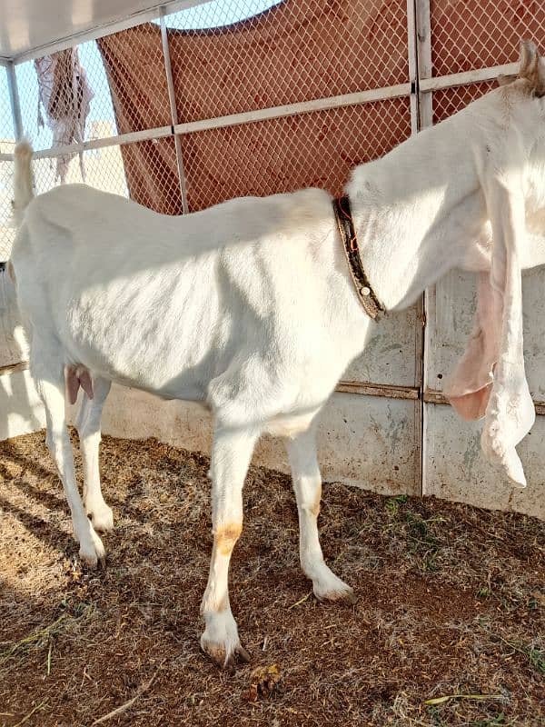 gulabi female 1