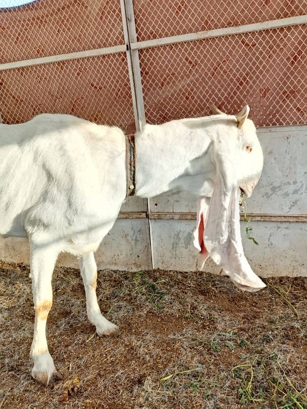 gulabi female 2