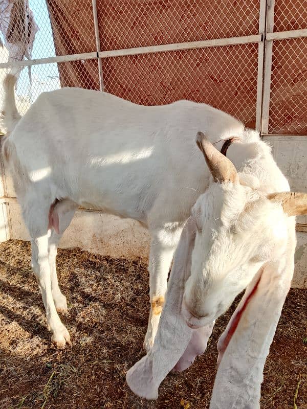 gulabi female 3