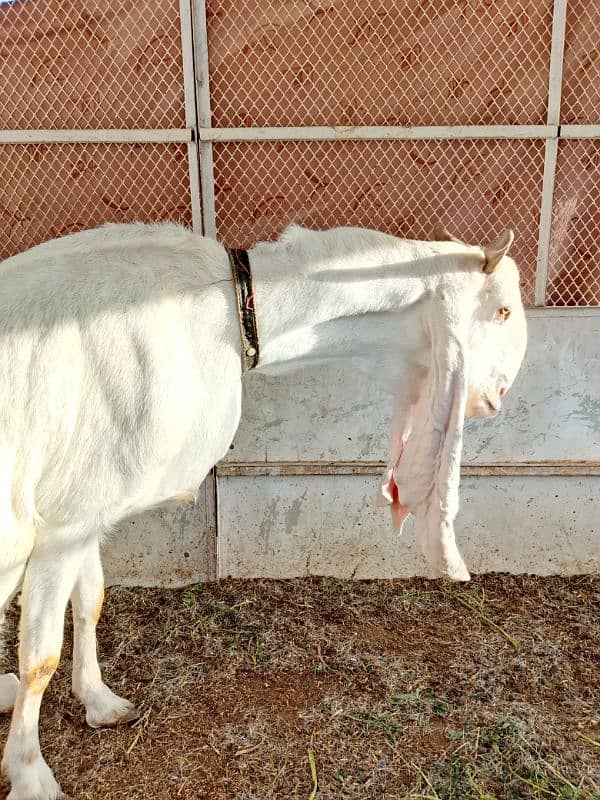 gulabi female 4