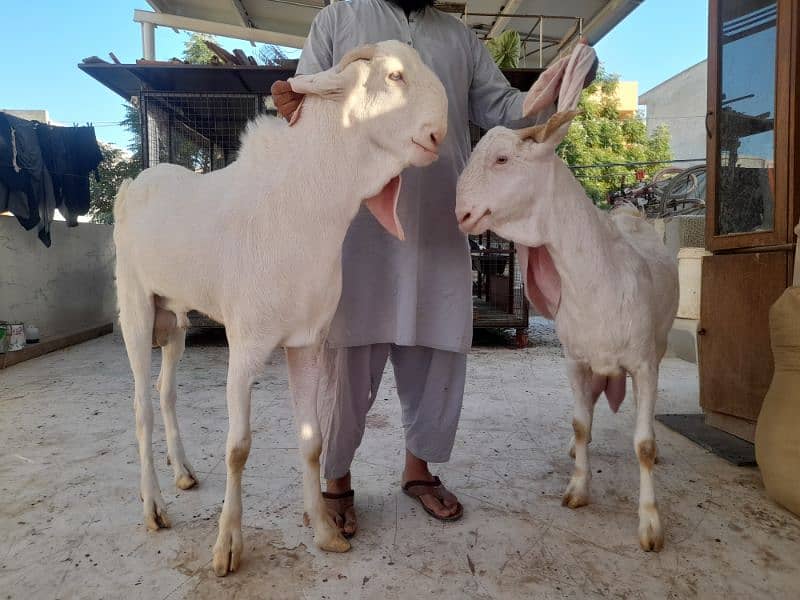 milk goat gulabi bakri rajanpuri bakra 0