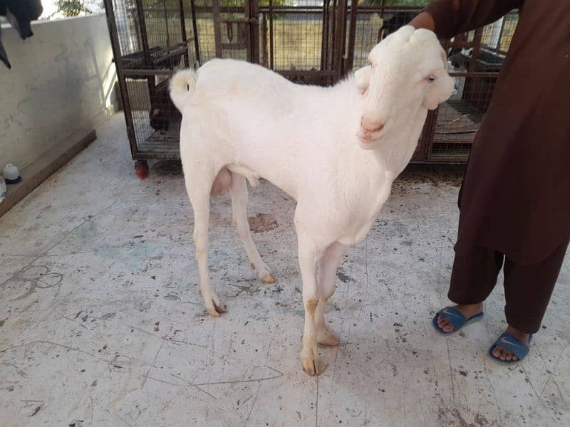 milk goat gulabi bakri rajanpuri bakra 3