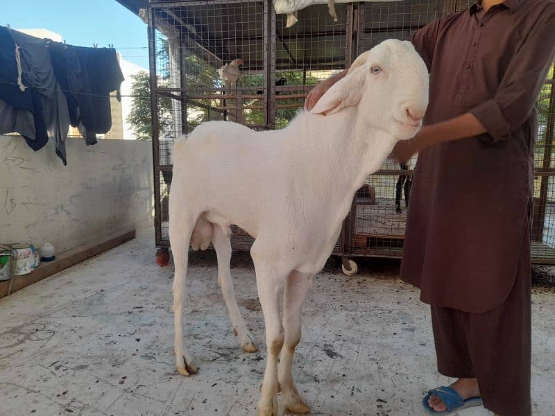 milk goat gulabi bakri rajanpuri bakra 4