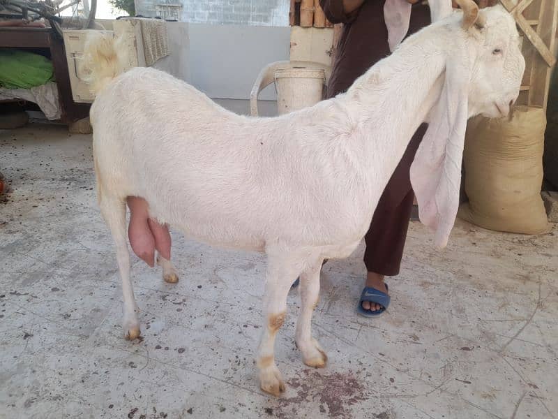 milk goat gulabi bakri rajanpuri bakra 5