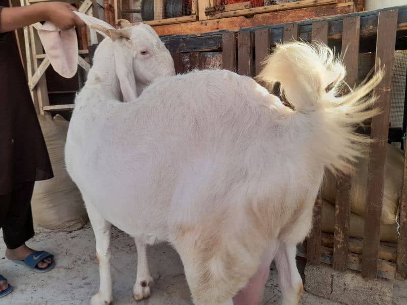 milk goat gulabi bakri rajanpuri bakra 7