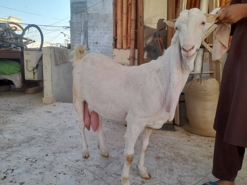 milk goat gulabi bakri rajanpuri bakra 9