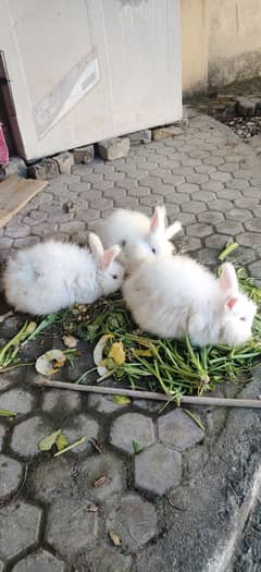 4 Months English Angora 2 female 1 Male