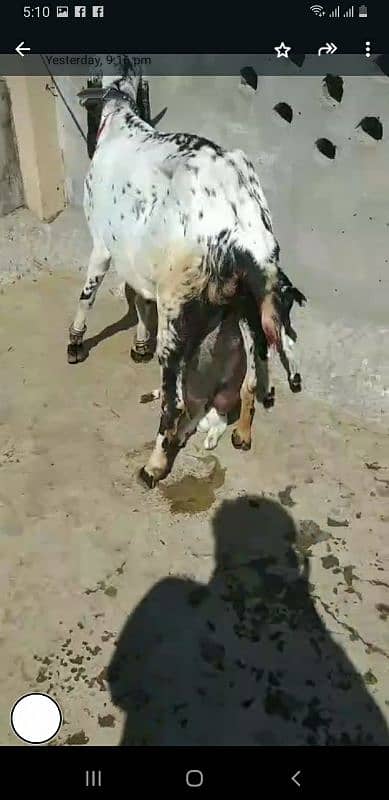 Tazi sui Desi Beetal Bakri 1