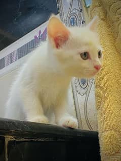 Persian kitten available | white colour