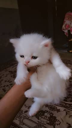 2 month Age Full White Cute kitty