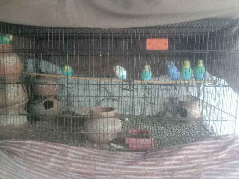 cage with 9 pice birds 0