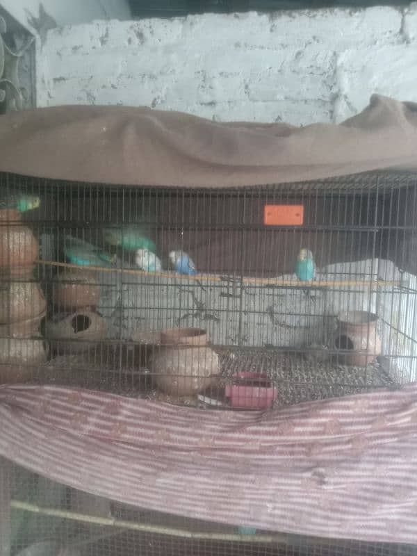 cage with 9 pice birds 1