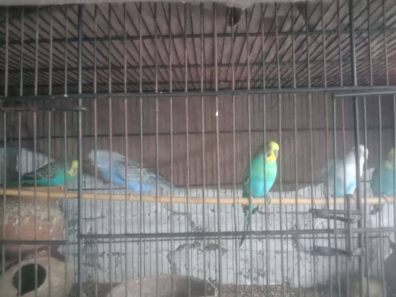 cage with 9 pice birds 2