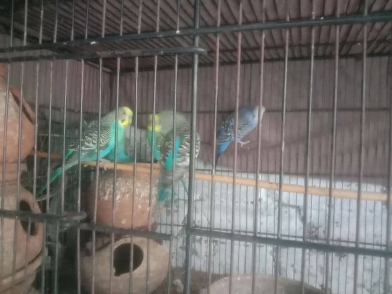 cage with 9 pice birds 3