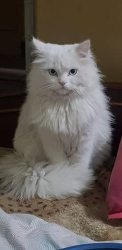 Persian cat (Turkish anglora ) for breeding / mating .