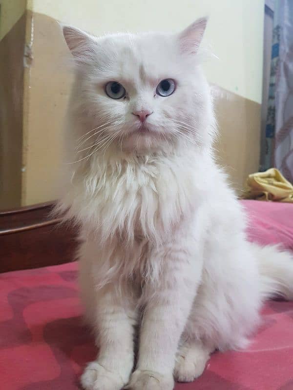 Persian cat (Turkish anglora ) for breeding / mating . 2