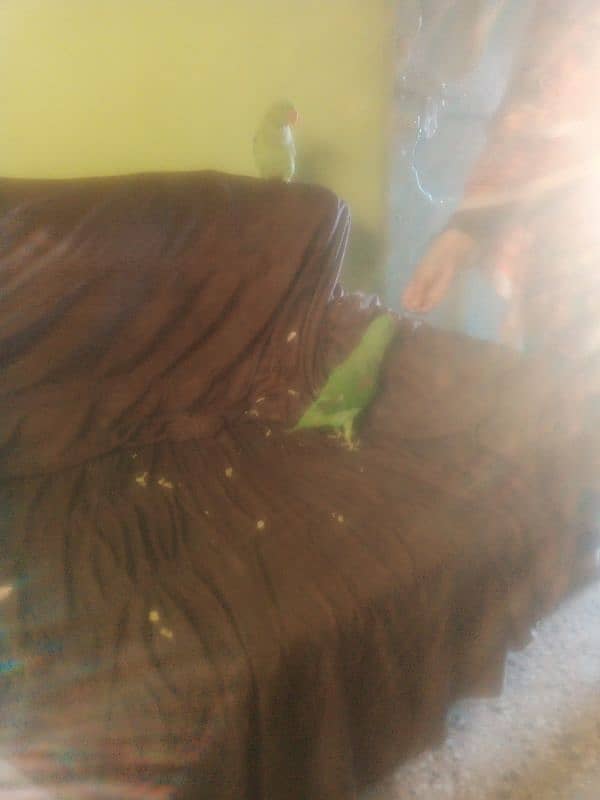 My Kashmiri raw parrot 5 months Age 1